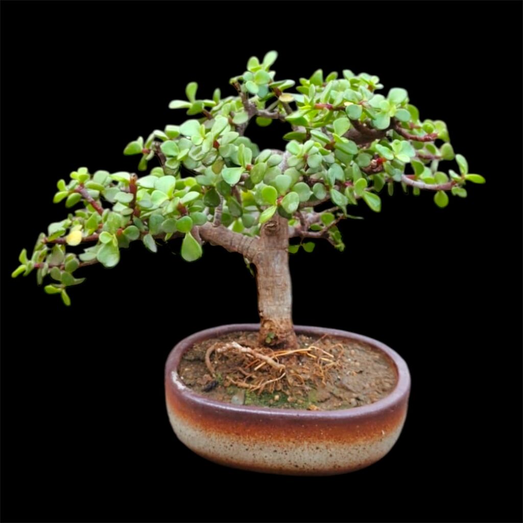 Jade Bonsai for Goodluck | Buy Bonsai Online in India