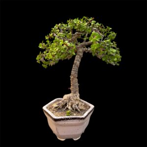 Jade Bonsai 5 Years Old | Literati Style Tree