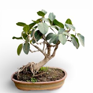 8 Years Old Banyan Bonsai in Unique Slanting Style