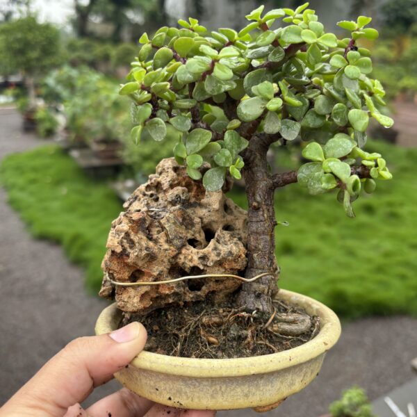 Mini Jade Bonsai – 4-Year Mame Bonsai with Rocks
