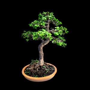 4 Years Old Informal Upright Umbrella Shaped Jade Bonsai