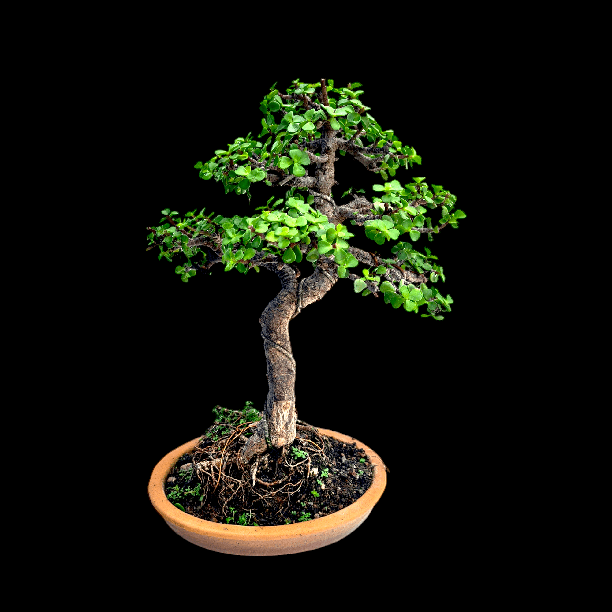 Photoroom-20241017_214259