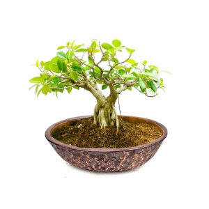 IMG_20220210_172208_opt