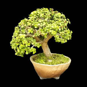 5 Years Old Umbrella Shaped Jade Bonsai