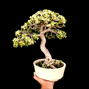 4 Years Old Umbrella Shaped Jade Bonsai