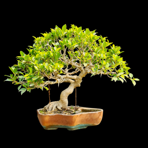 10 Years old s- shaped Ficus Microcarpa Tigerbark Bonsai