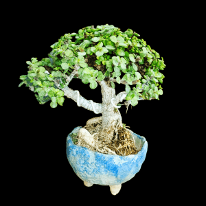 3 Years Old Umbrella Shaped Jade Mame Bonsai in Broom Style