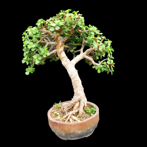 6 Years Old - Jade Shohin Bonsai in Informal Upright Style