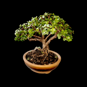 6 Years Old - Jade Shohin Bonsai in Multitrunk Style