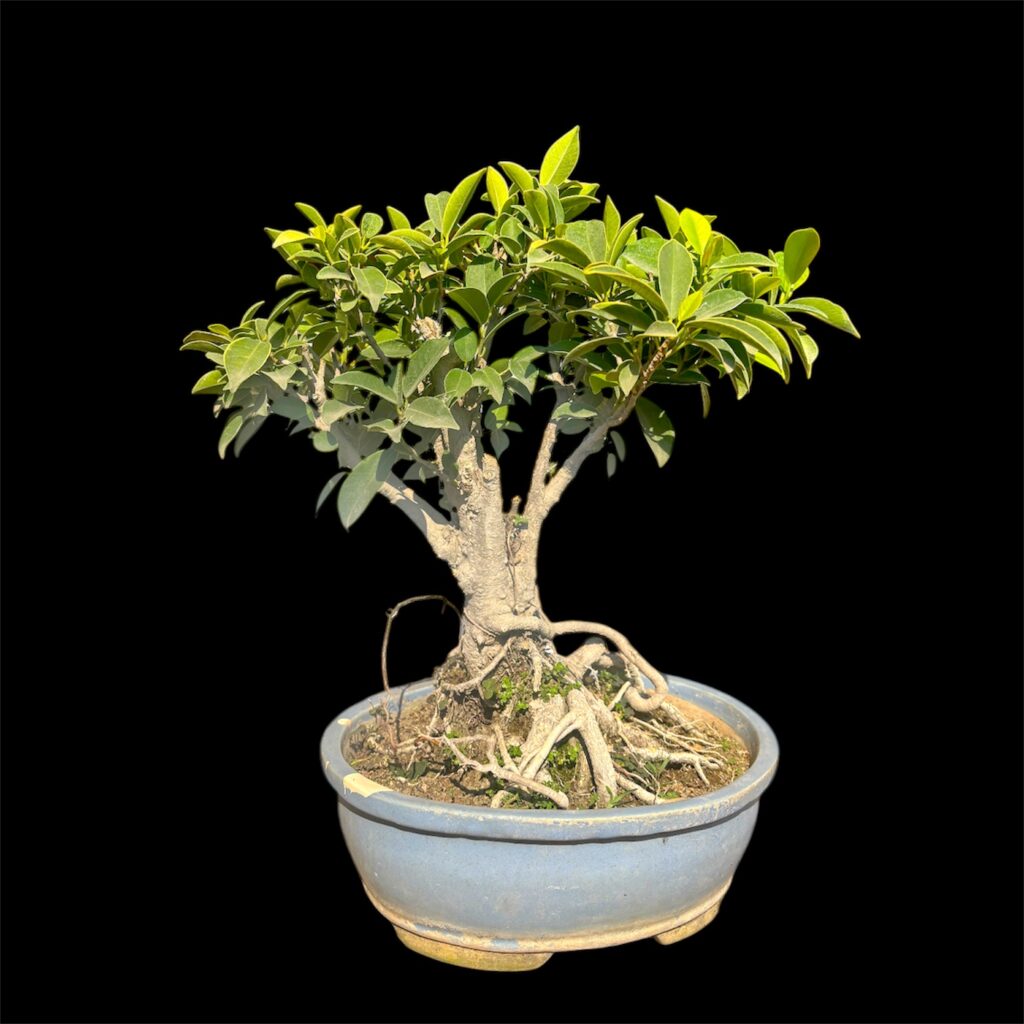 Ficus Golden Panda Pre Bonsai | Buy Bonsai Online in India