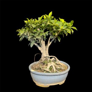Pre Bonsai Stock For Beginners - 7 Years Old - Ficus Golden Panda (Microcarpa) Broom Style Shohin (Without Pot)