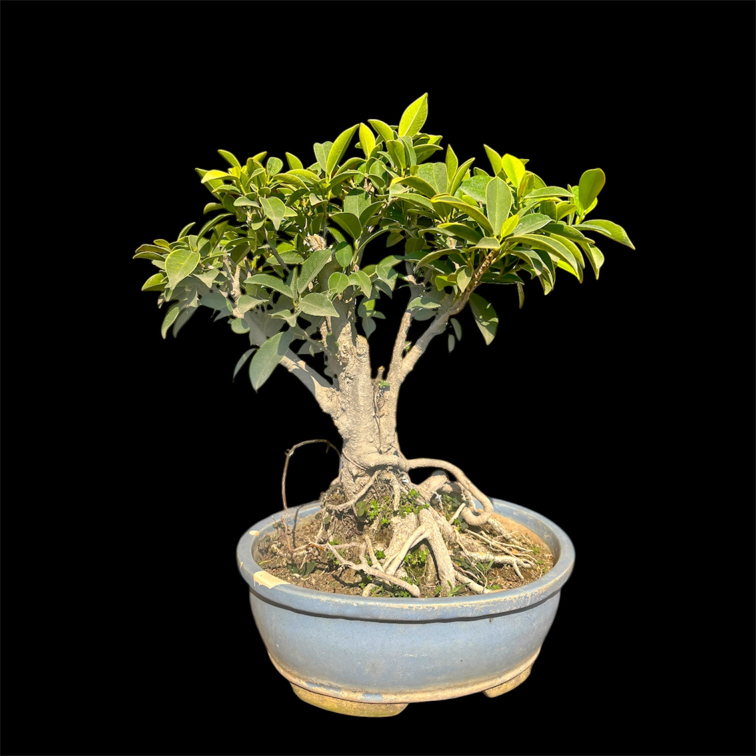 Photoroom_20260415_163750