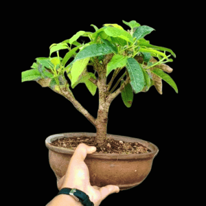 Ficus Virens (Pilkhan) Bonsai 7 Inches 5 Years Old