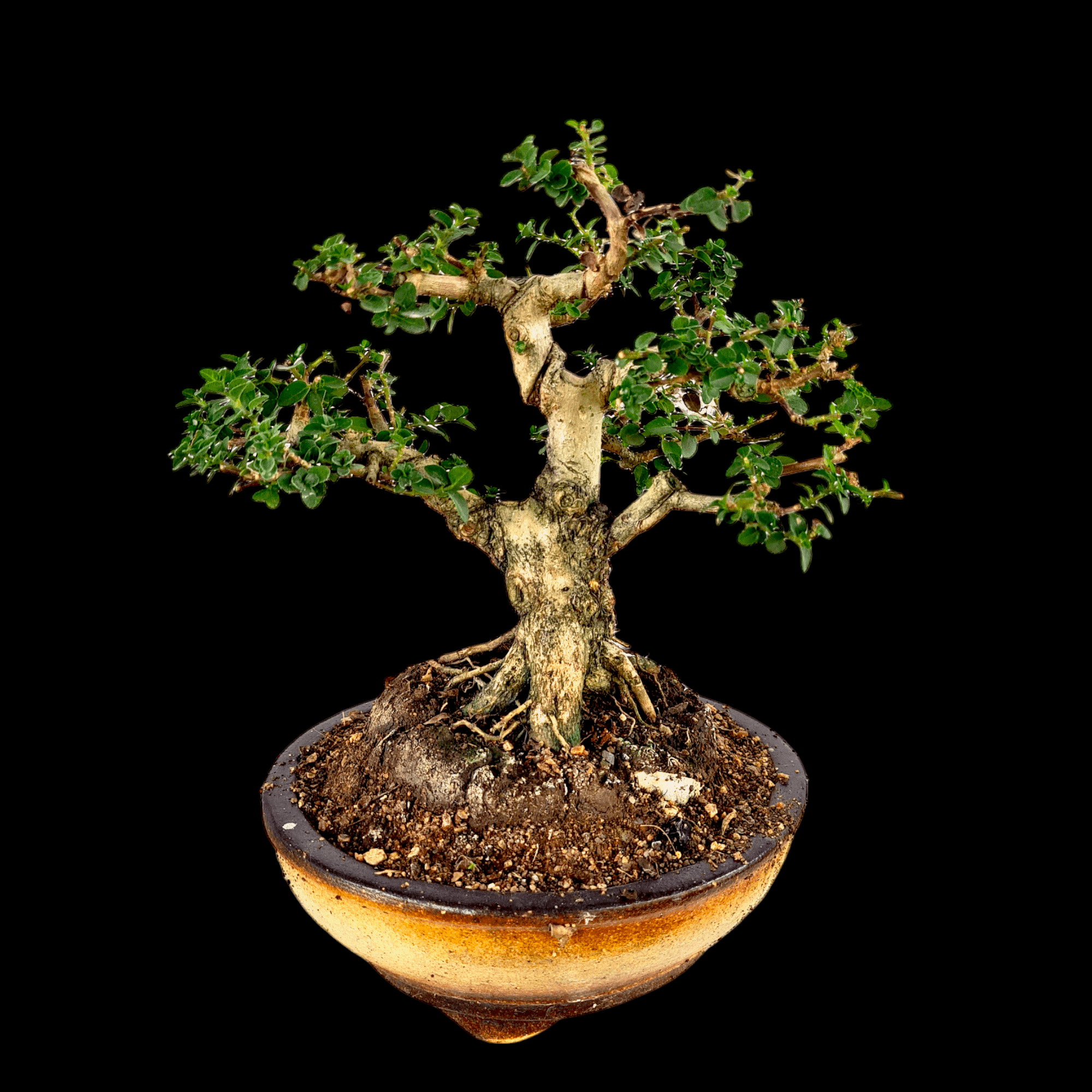 Photoroom-20241017_163847