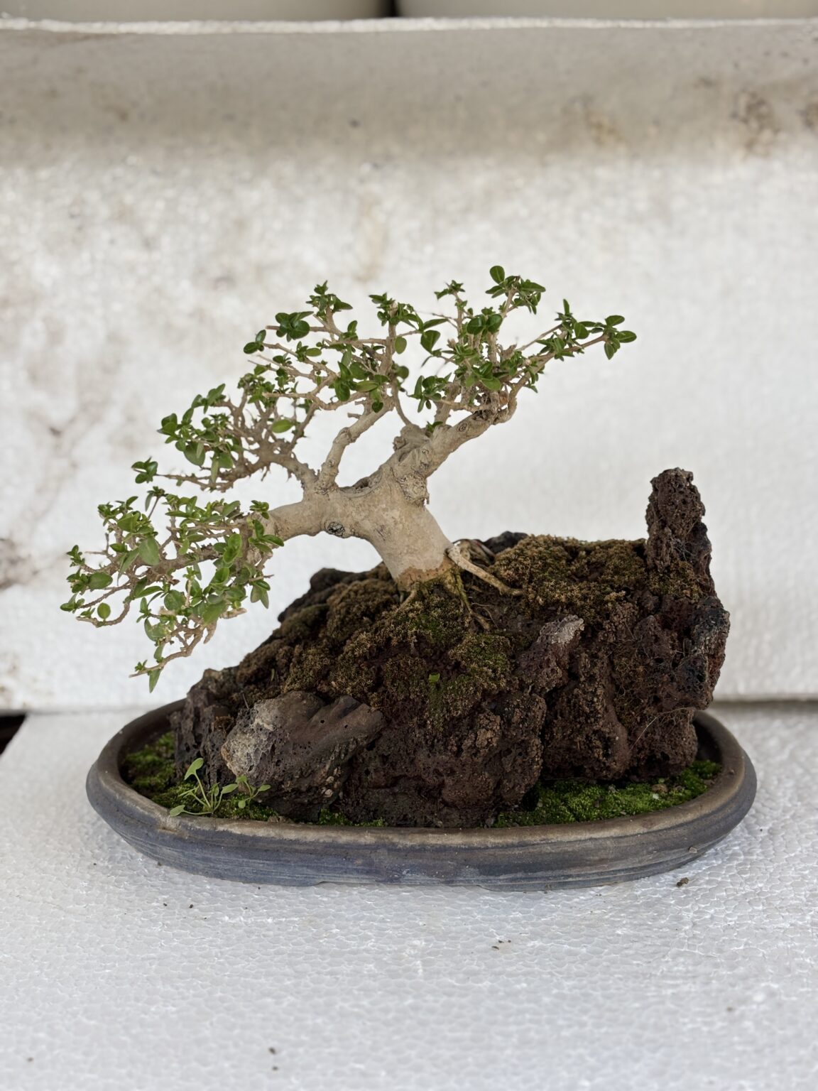 Premna Mame Bonsai Tray Landscape/Penjing 5 Years Old (10 Inches)