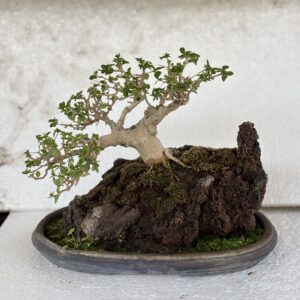 Premna Mame Bonsai Tray Landscape/Penjing 5 Years Old (10 Inches)