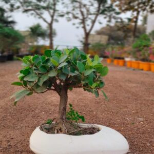 A Green Gift of Love – Stunning Ficus Bonsai for Any Occasion