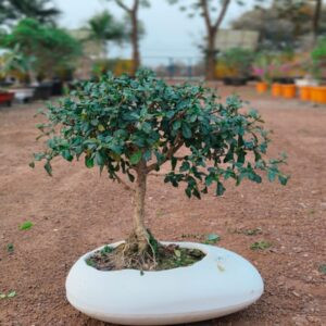5 Years Old Carmona (Fukien Tea) Shohin Bonsai