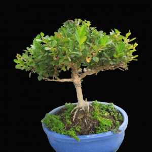 4 Years Old American Boxwood Bonsai