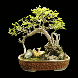 15 Years Old Chinese Elm Bonsai in Landscape
