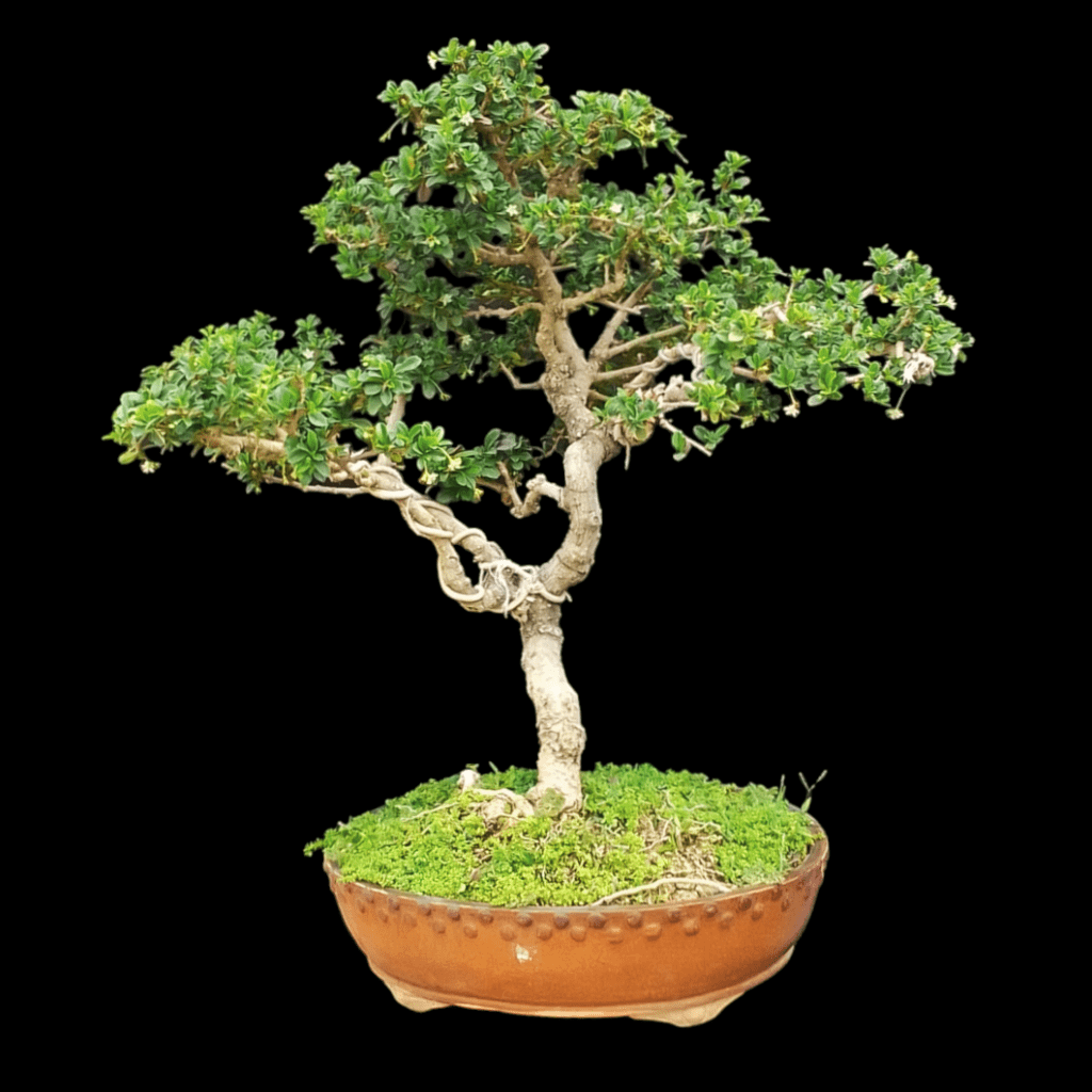 9 Years Old Carmona (Fukien Tea) Bonsai