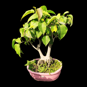4 Years Old Bodhi Peepal Bonsai in Dual Trunk Style