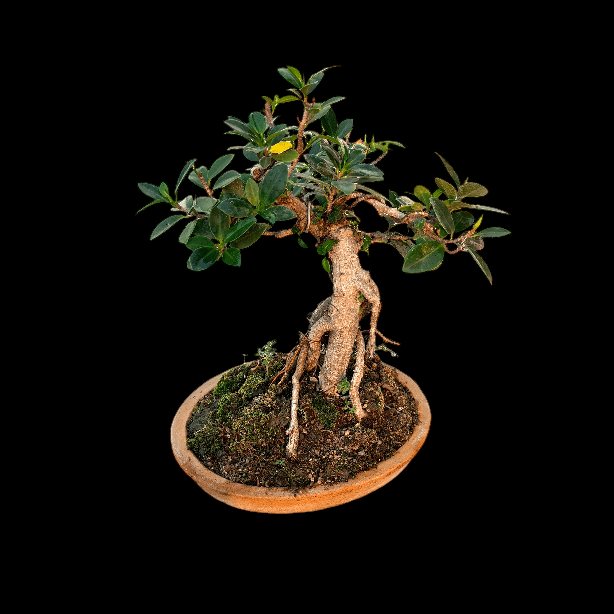 Photoroom-20241016_135958