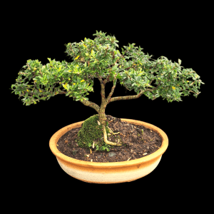 2 Years Old Flowering Desmodium/Blue Braya Flowering Bonsai