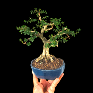 5 Years Old Premna Bonsai (5 Inches)