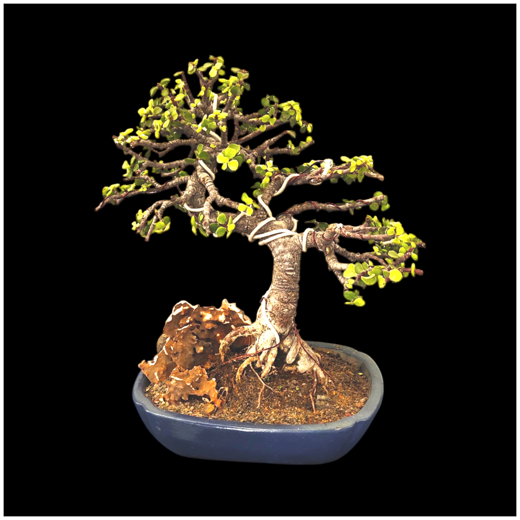 BONSAI出品 Umbrella-Shaped Jade Bonsai | Buy Bonsai Online in India