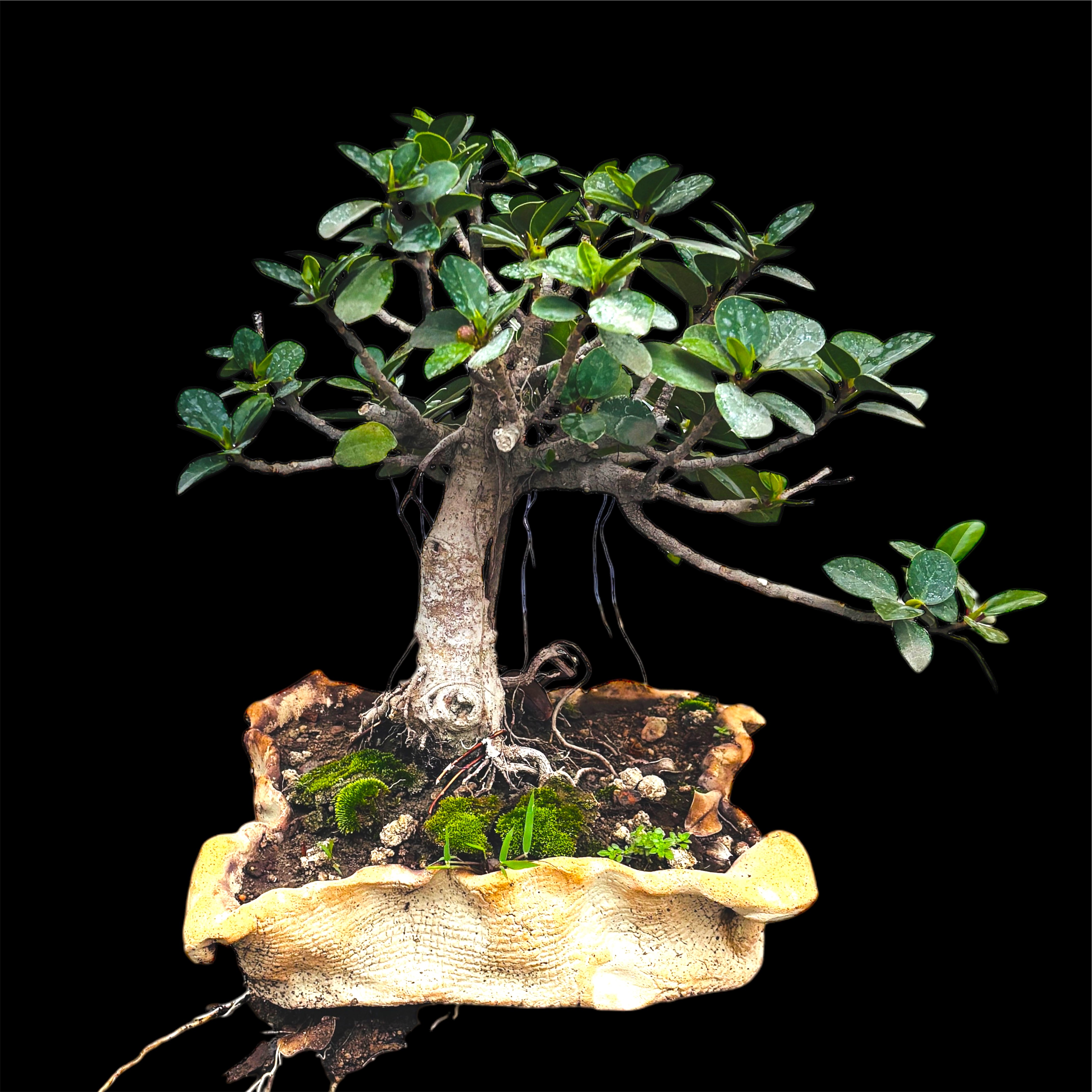 Photoroom_20250628_194226