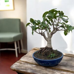 Bonsai Collectors Special – Ficus Virens Pilkhan Bonsai, 6 Years Old