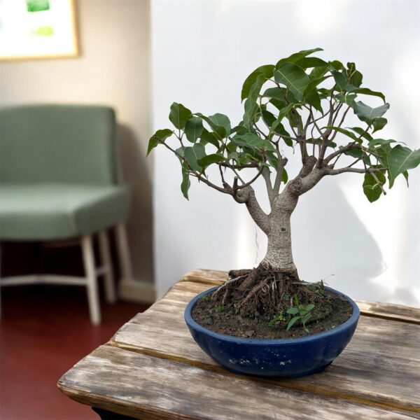 Bonsai Collectors Special – Ficus Virens Pilkhan Bonsai, 6 Years Old