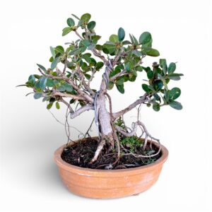4 Years Old - Ficus Shohin Bonsai 6 Inches