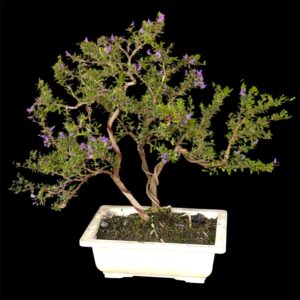 Flowering Desmodium (Blue Braya) Bonsai-2 Years Old-12 Inches