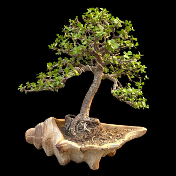 Living Elegance: Slanting Jade Bonsai (6–8 Years Old) in a Shell-Shaped Pot