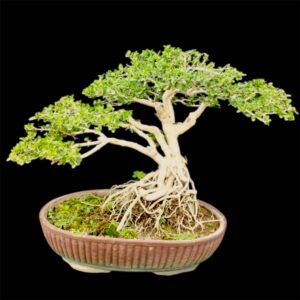 Elite Collector’s Premna Bonsai – 8 Years Mature | 15-Inch Height