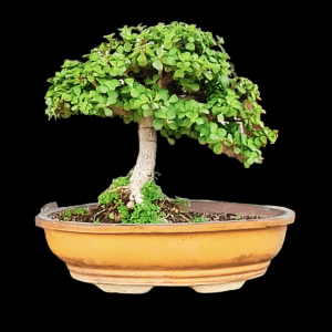 5 Years Old Jade Bonsai In Broom Style In Landscape Style