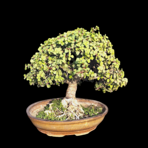 Evergreen Jade Bonsai – 6-Year-Old Landscape Bonsai for Outdoor Gardens