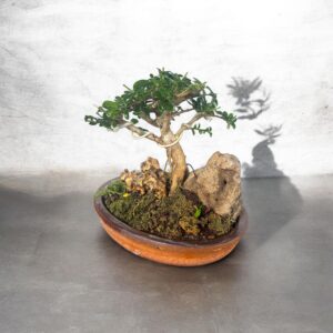 artistic-premna-bonsai-with-rocks-4-year-old