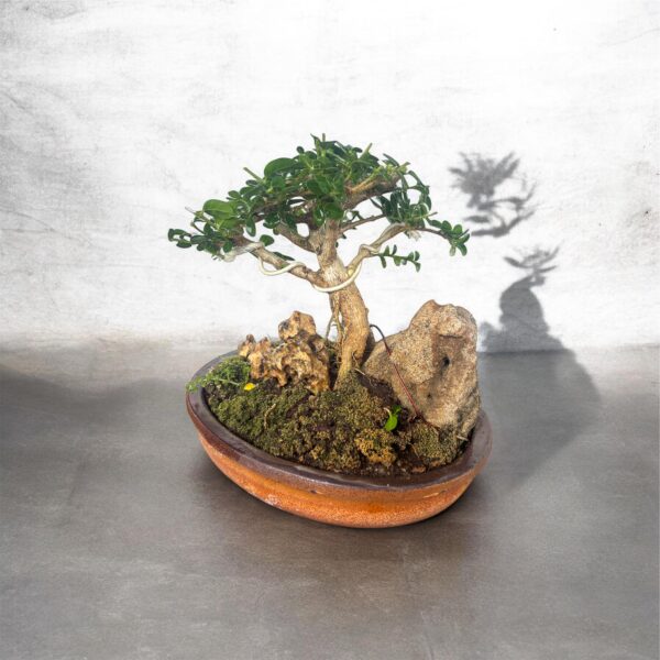 artistic-premna-bonsai-with-rocks-4-year-old