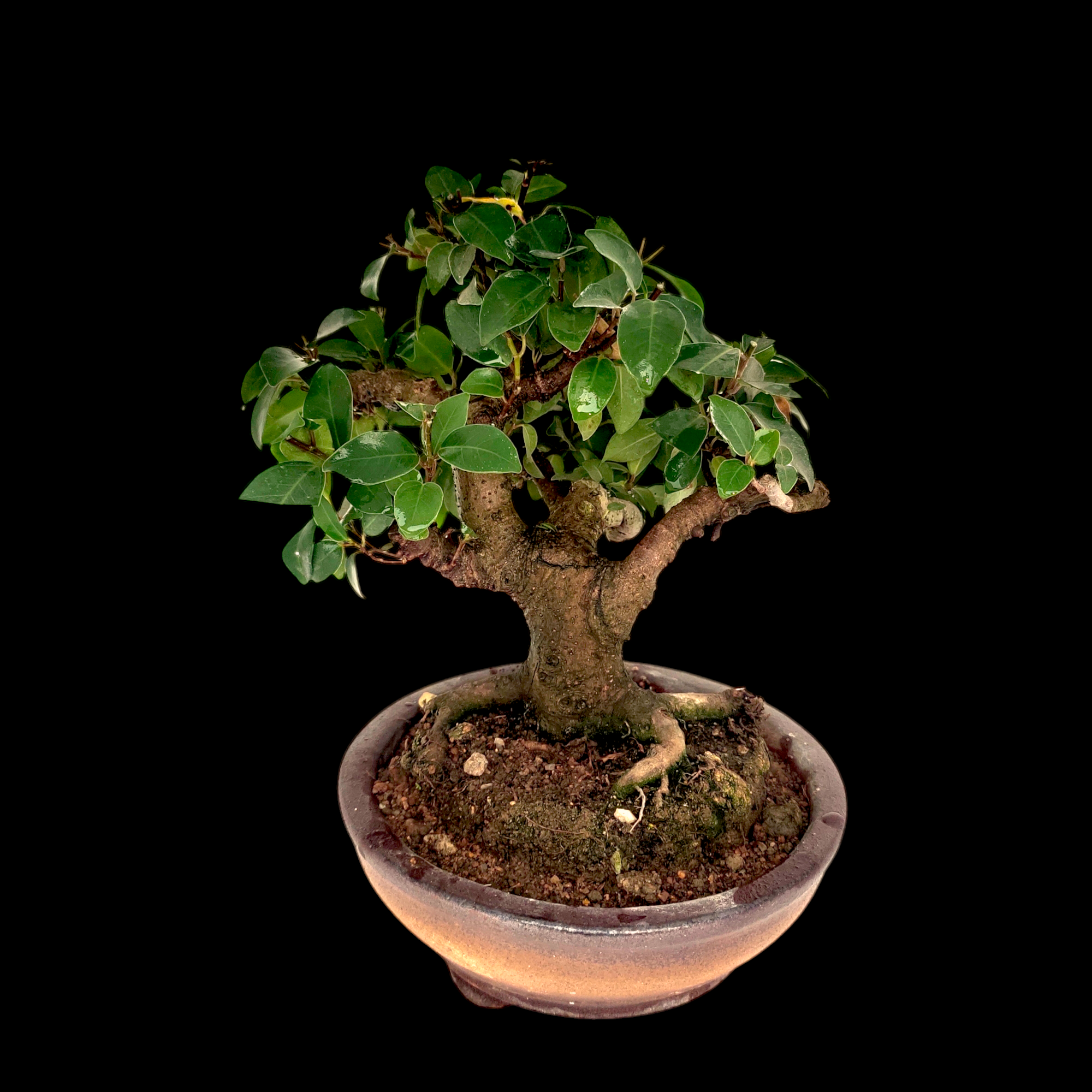 Photoroom-20250114_205529