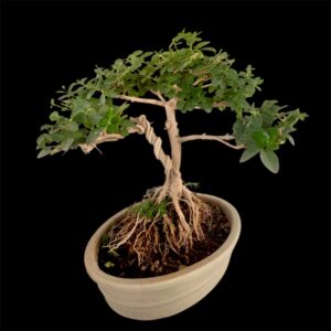 Adorable 5 Years Old Premna Bonsai (8 Inches)