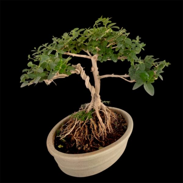 Adorable 5 Years Old Premna Bonsai (8 Inches)