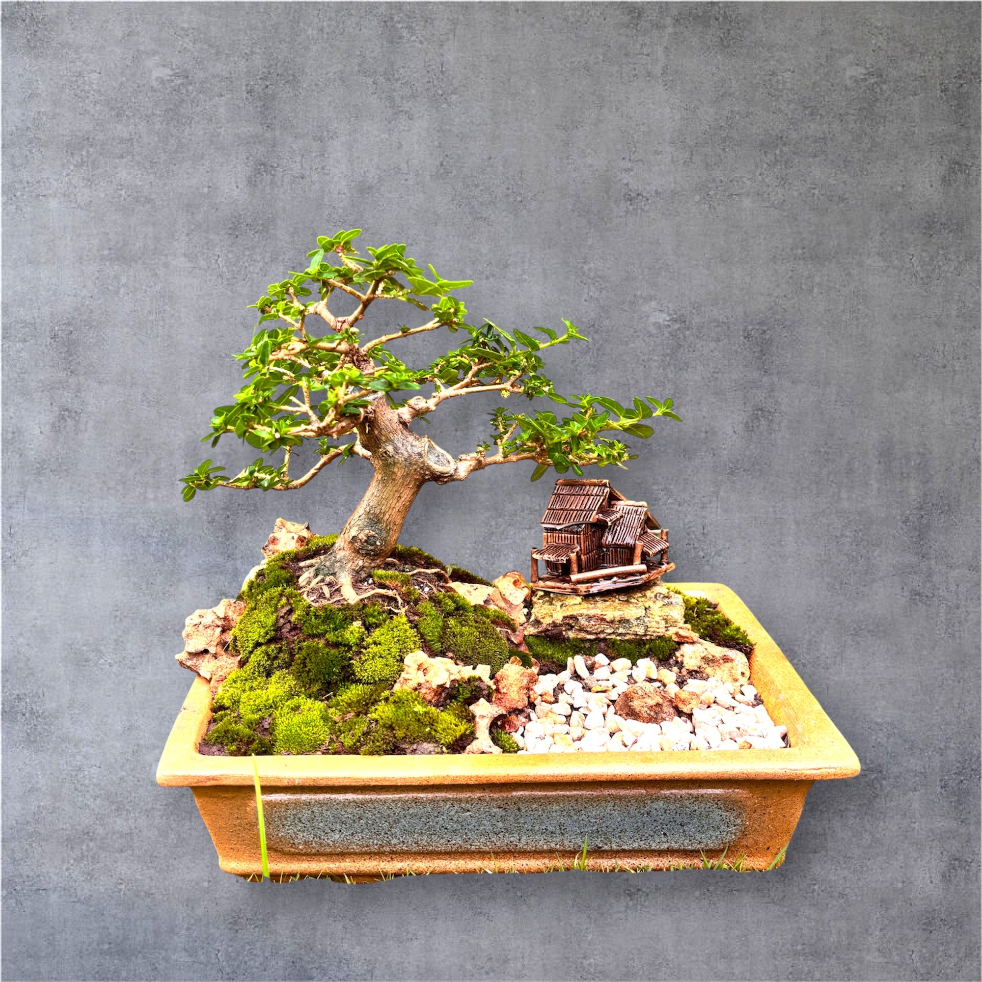 Photoroom_20250718_202149