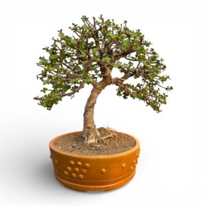 Jade Bonsai – A Timeless Gift of Prosperity & Strength (7 Years Old)