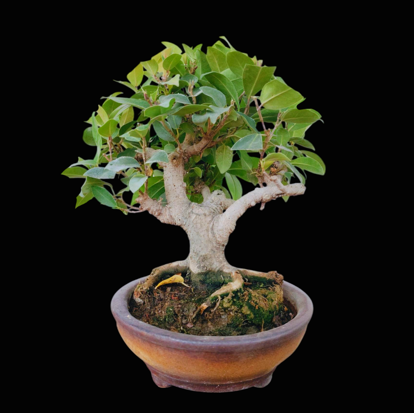 IMG_20250318_155224 (1)