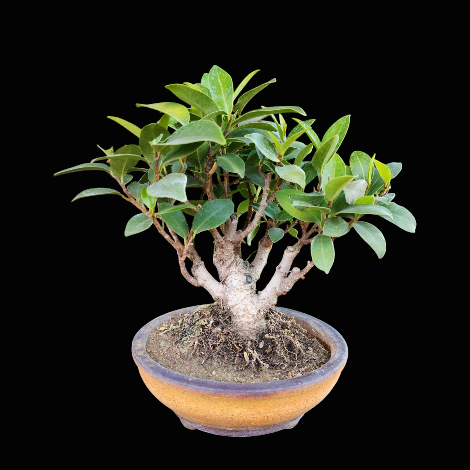 IMG_20250318_204320 (1)