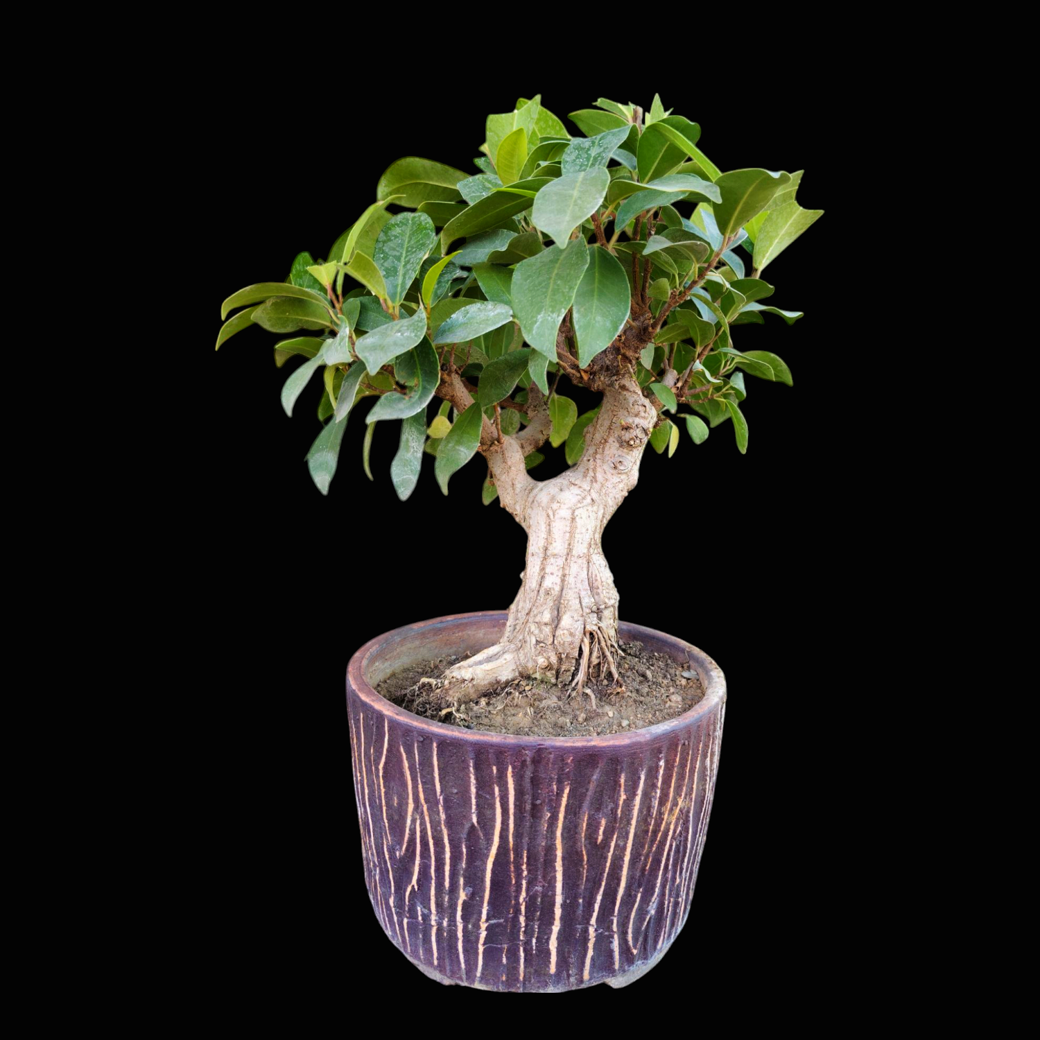 IMG_20250318_204839 (1)