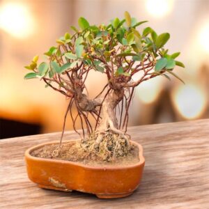 6-Year-Old Australian Ficus Bonsai | A Touch of Nature’s Elegance